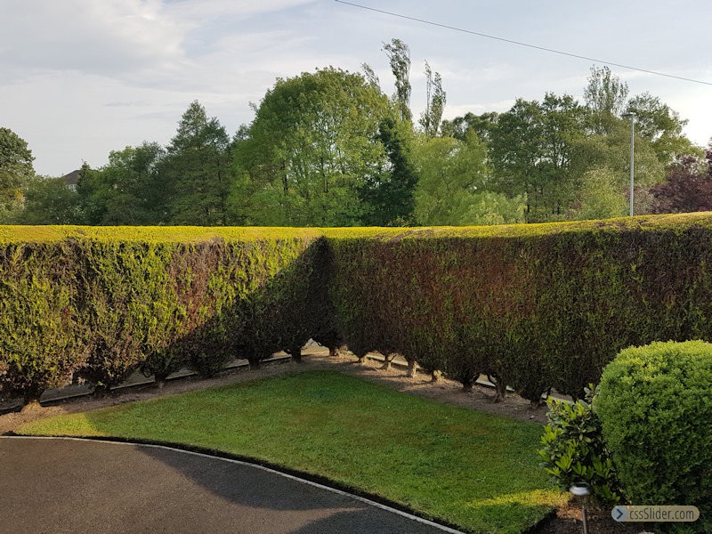 Hedges Trimmed